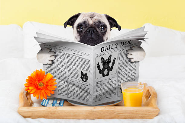 istock pug dog newspaper 514728933