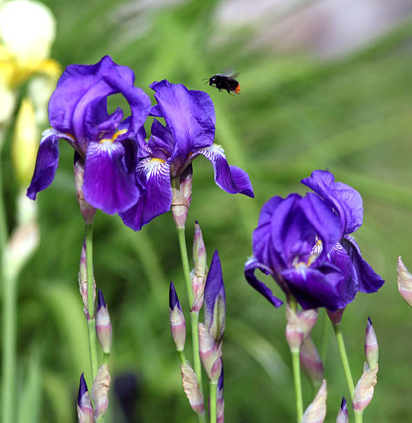 istock blue iris flowers in the garden 514729233