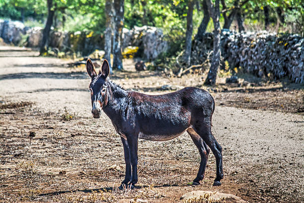 brun âne dans un chemin de terre dans la sardaigne - mule animal profile animal head photos et images de collection