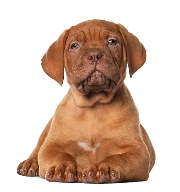 Dogue de Bordeaux puppy, 8 weeks old, lying in front of white background