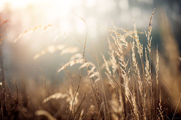 Grass Reeds Grass Reeds in the wind pampas photos stock pictures, royalty-free photos & images