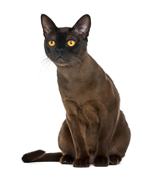 istock Bombay cat sitting and looking up, isolated on white 514729702