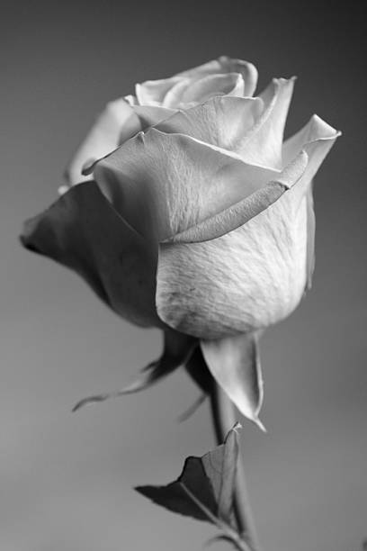 istock Macro of delicate rose 514729998