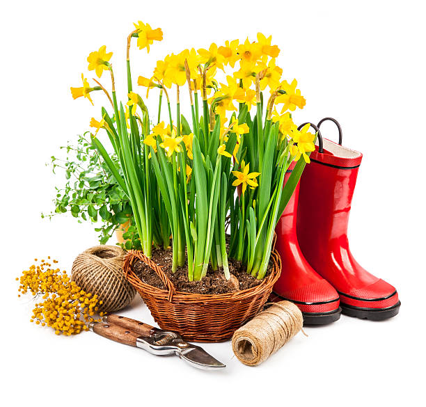 istock Spring flower yellow narcissus in wicker basket 514730532
