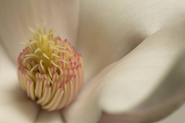 Magnolia stock photo