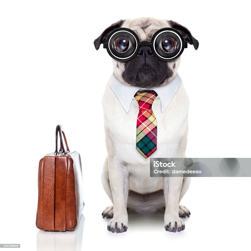 business boss dog pug dog with suitcase going to work with nerd glasses and big ugly eyes, isolated on white background Suit Stock Photo