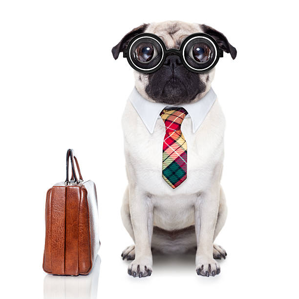 business boss dog pug dog with suitcase going to work with nerd glasses and big ugly eyes, isolated on white background ugly dog stock pictures, royalty-free photos & images
