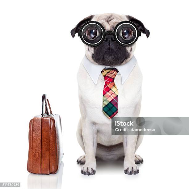 Business Boss Dog Stock Photo - Download Image Now - Suit, Dog, Nerd