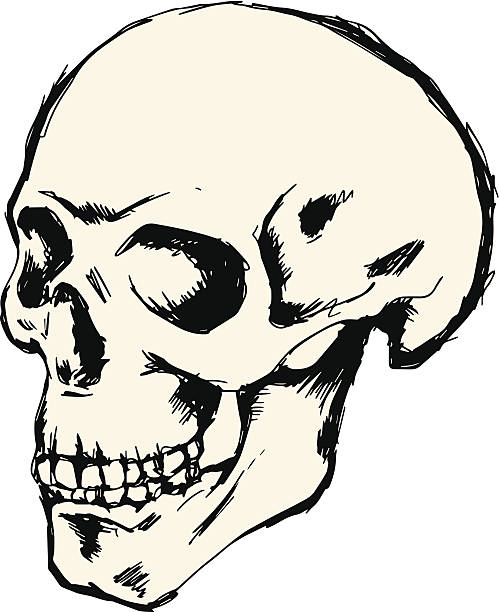 Skull drawing vector art illustration