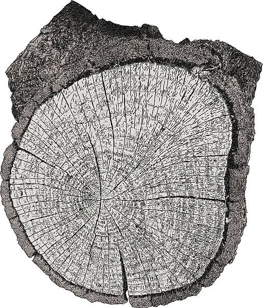 Vector illustration of Cut Log