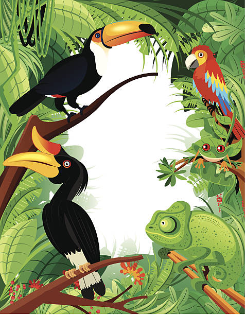 ilustrações, clipart, desenhos animados e ícones de floresta tropical - bucerotidae
