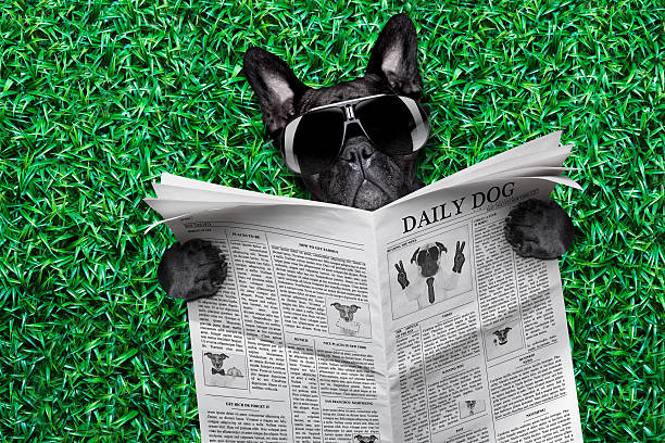 enfriar el periódico de perro - newspaper dog pets grass fotografías e imágenes de stock