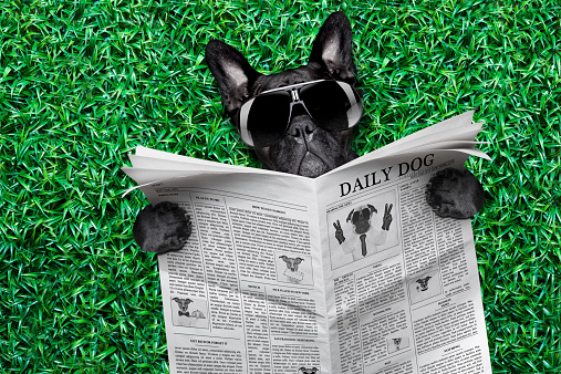 cool dog reading the news on the grass or meadow in the park