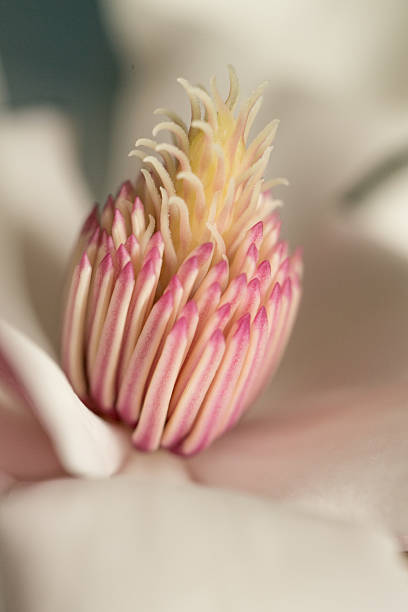 Magnolia Blossom stock photo