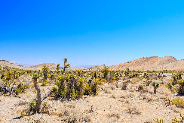 istock Joshua tree, Red Rock Canyon, Nevada, USA 514731654