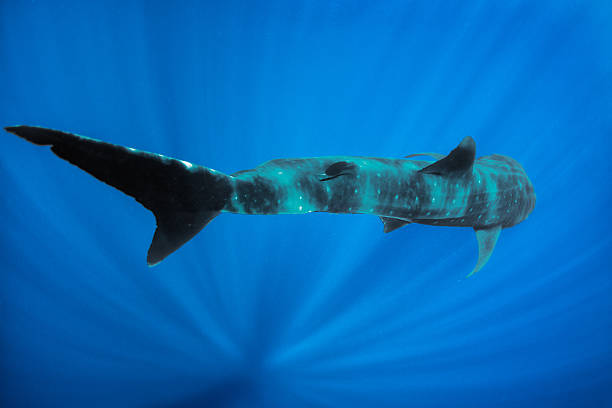 istock Whale shark in blue sea 514731665