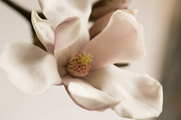 magnolia blossom stock photo