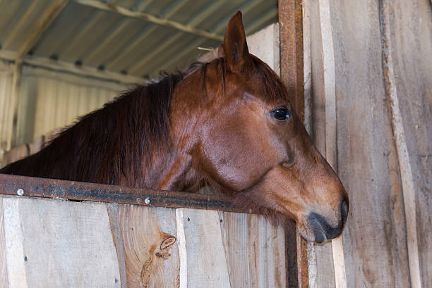 istock Horse's head. Ukraine. March 7, 2016. 514731730