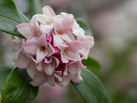 Flower of Sweet-smelling daphne in the early spring