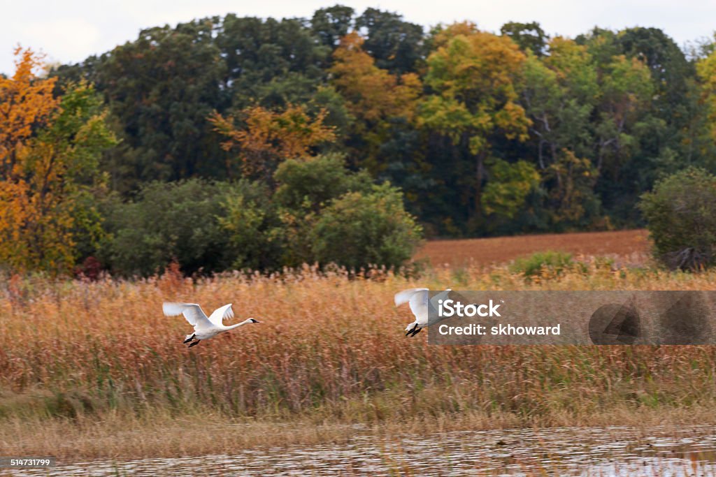 Trumpeter Swans Pair of flying Trumpeter Swans. Minnesota Stock Photo