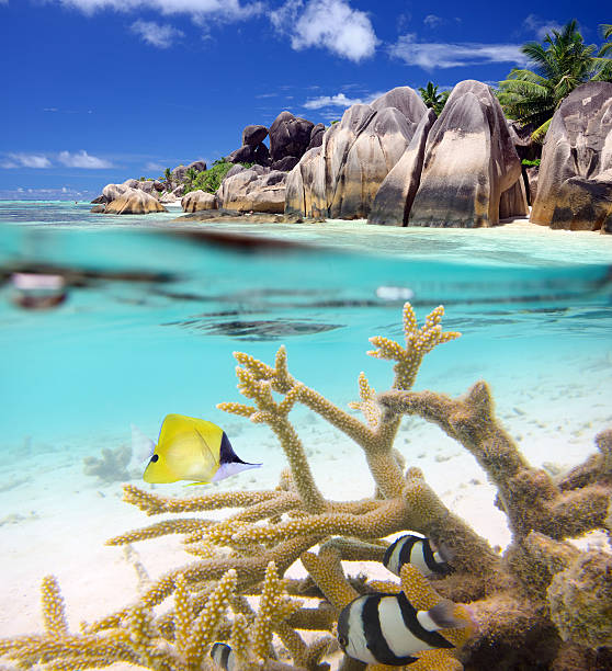 istock Split shot of tropical paradise 514732484