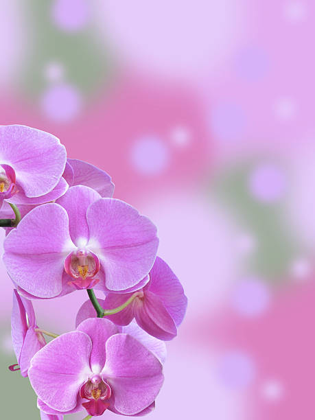 istock Purple Orchid Branch with Abstract Bokeh Background 514732533