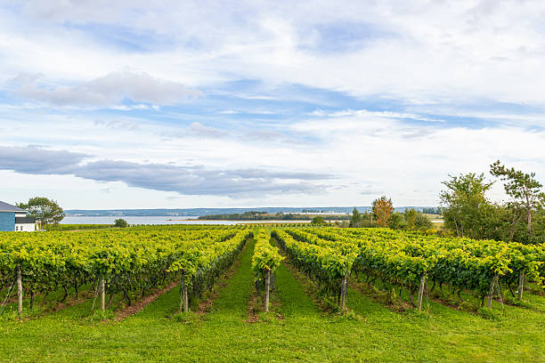 istock Beautiful rows of grapes before harvesting 514732829