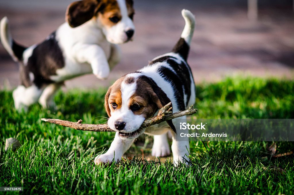 Due Cuccioli beagle giocare con un ramo in giardino - Foto stock royalty-free di Cagnolino