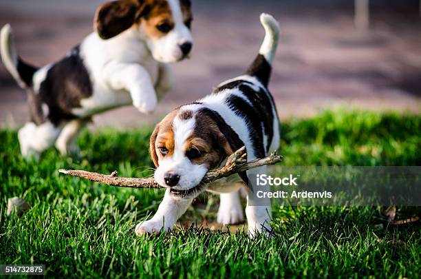 Due Cuccioli Beagle Giocare Con Un Ramo In Giardino - Fotografie stock e altre immagini di Cagnolino