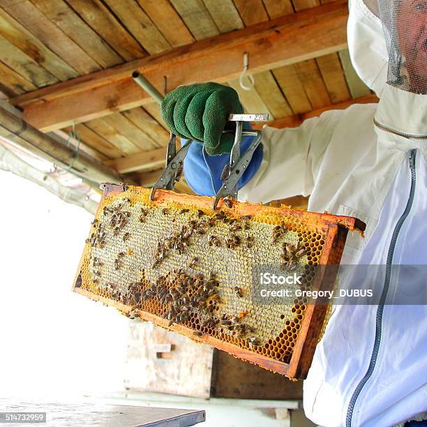 Imker Ernten Honig Aus Bienenstock Stockfoto und mehr Bilder von Bienenstock - Bienenstock, Herbst, Agrarbetrieb