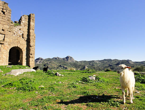 istock Goats of Turkey 514732974