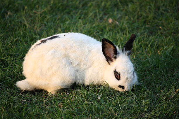 lapin nain rex dalmatien parc querini à vicence, italie - dalmatian rabbit photos et images de collection