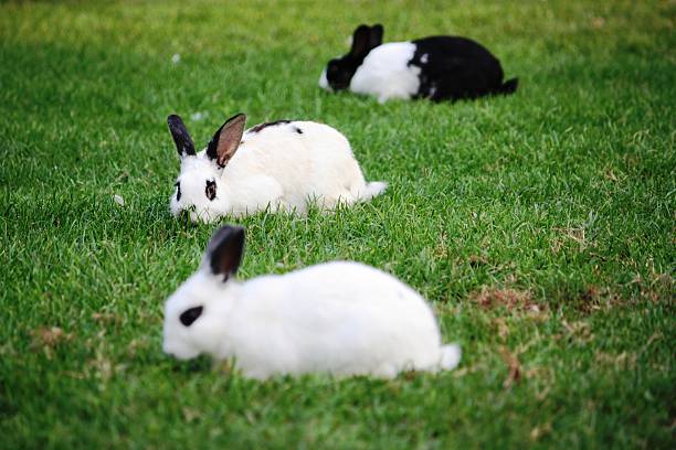더치래빗 및 영어 spot in park querini 비첸차, 이탈리아 - dalmatian rabbit 뉴스 사진 이미지