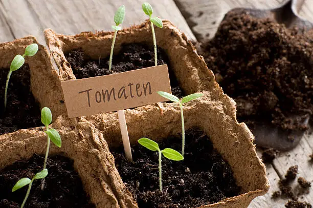 Sprouting tomato seedlings with german lettering