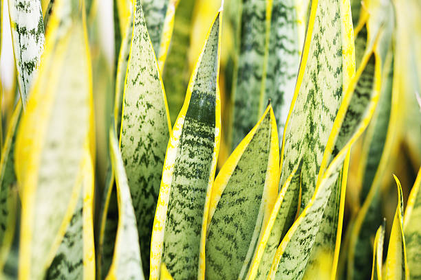 istock Leafs of tropical plant 514734330