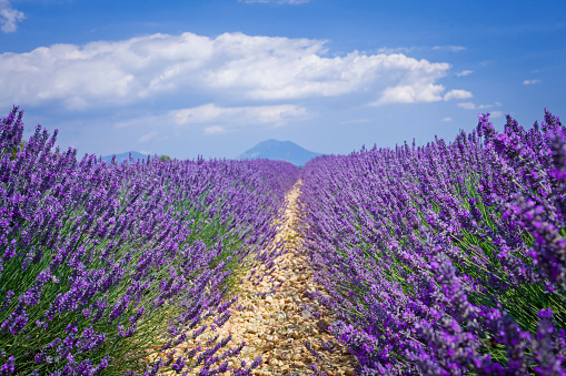 Beautiful fragrant lavender fields of Provence, France