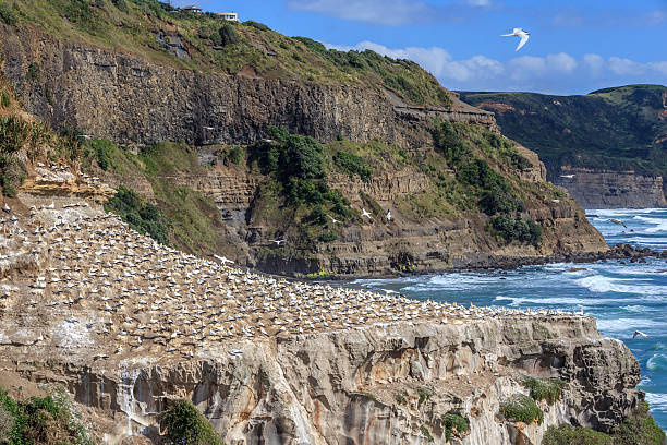 istock Gannet colony habitat in Muriwai coastline. 514735328