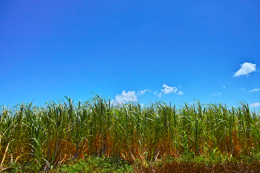 Okinawa Miyakojima sugar cane fields and blue sky