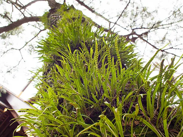 Photo of Fern on tree