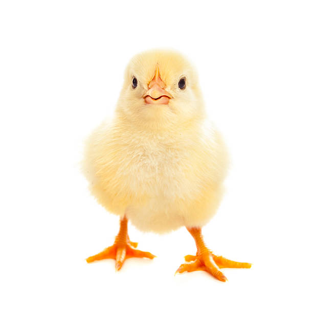 Little chicken isolated on white Cute little chick isolated on white background soft nest stock pictures, royalty-free photos & images