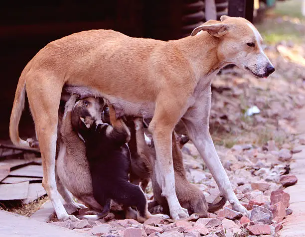Stray female-dog feeding milk to its small puppies in an open area.