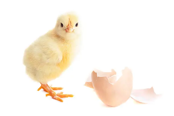 Photo of beautiful little chick and eggshell