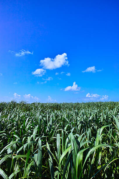 istock Okinawa Miyakojima sugar cane fields and blue sky 514735792