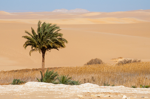Oasis in Sahara desert in Egypt, dry and isolated landscape