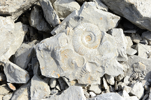 Ammonite fossil in limestone