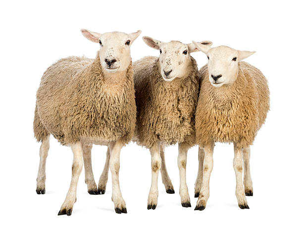 tre pecore su sfondo bianco - ovino foto e immagini stock