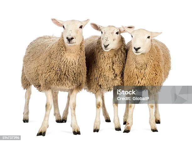 Tre Pecore Su Sfondo Bianco - Fotografie stock e altre immagini di Ovino - Ovino, Scontornabile, Sfondo bianco