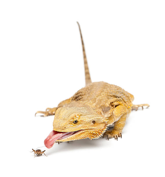 istock Central Bearded Dragon, Pogona vitticeps, chasing a cricket 514737442