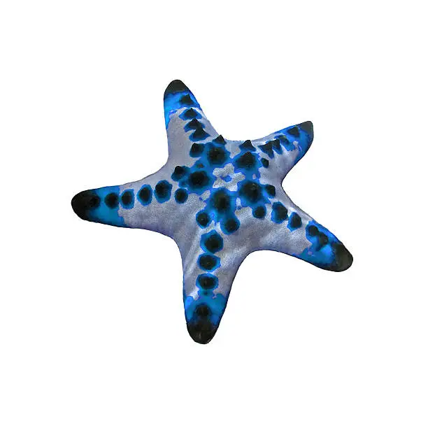 Turquoise starfish isolated on white background / sea star