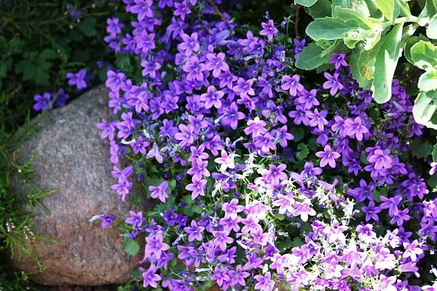 Aubrieta flowers in rock garden